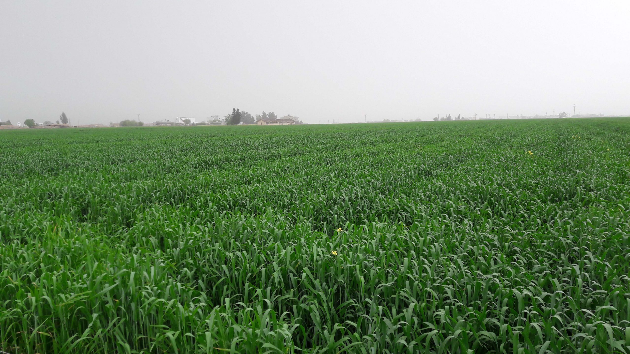 Kızıltepe Ovası Buğday Tarlası