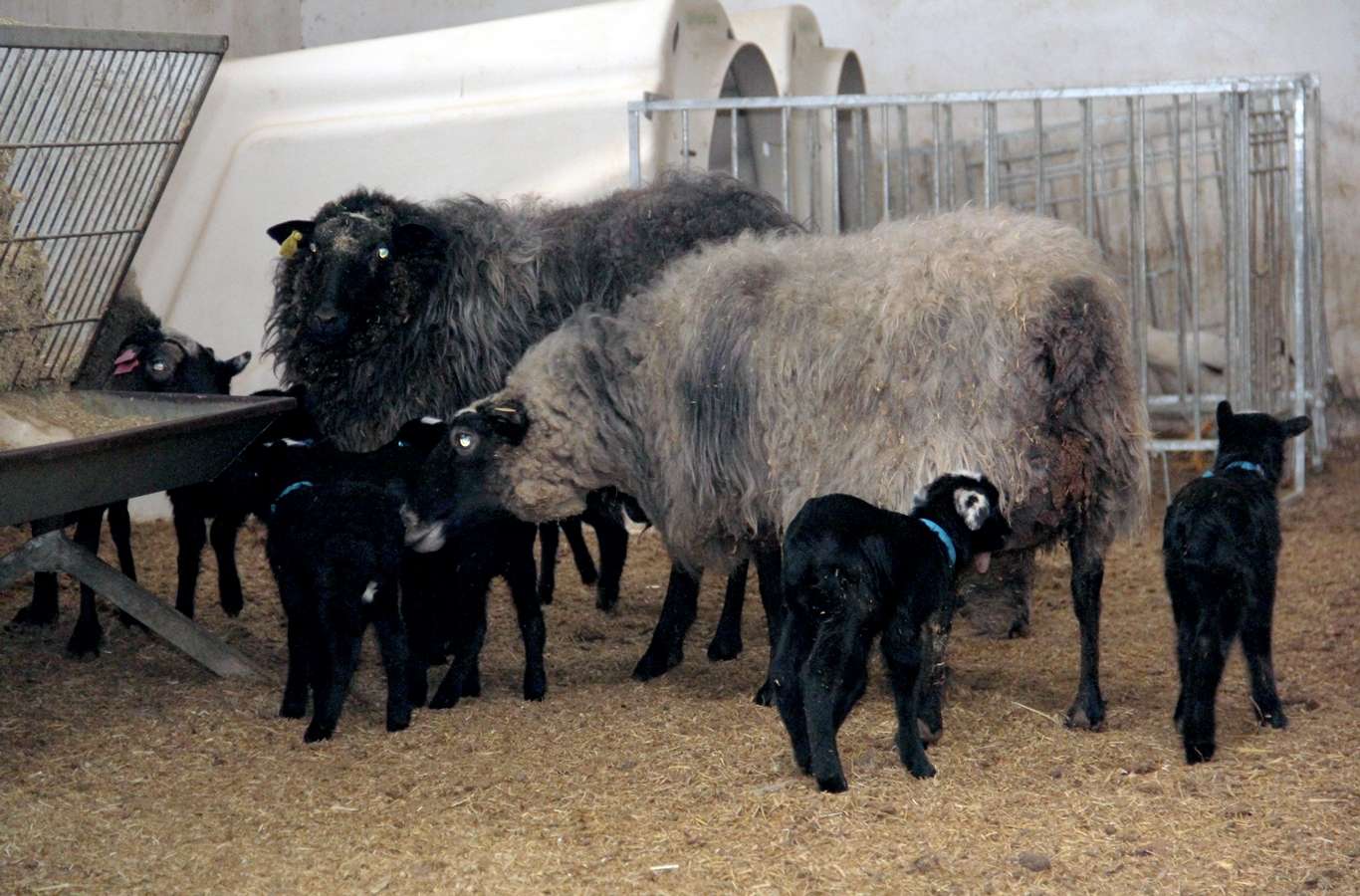 Romonov cinsi koyun sezaryen ile dördüz doğurdu