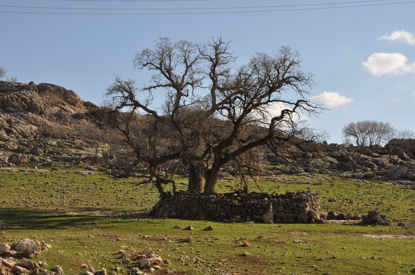 Kızıltepe’de köylüler 250 yıllık meşe ağacının koruma altına alınmasını istiyor