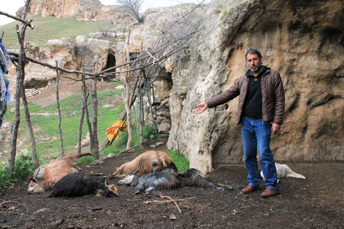 Kurtlar hayvan barınağına saldırdı: 25 keçi telef oldu