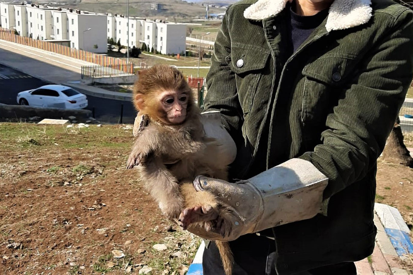 Şırnak'ta nesli tükenme tehlikesi altında olan 4 örümcek maymunu ele geçirildi